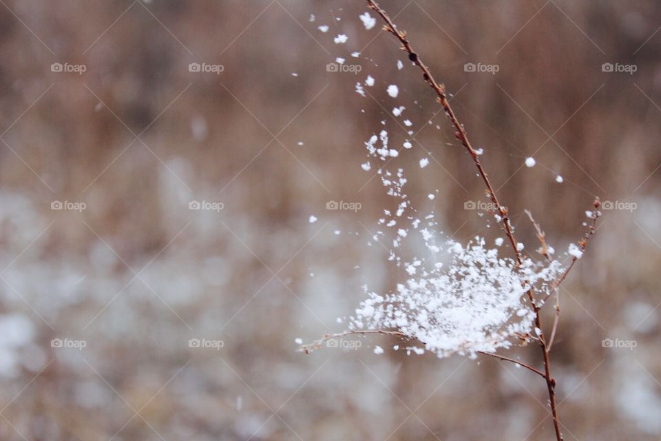 Snowy spider webs