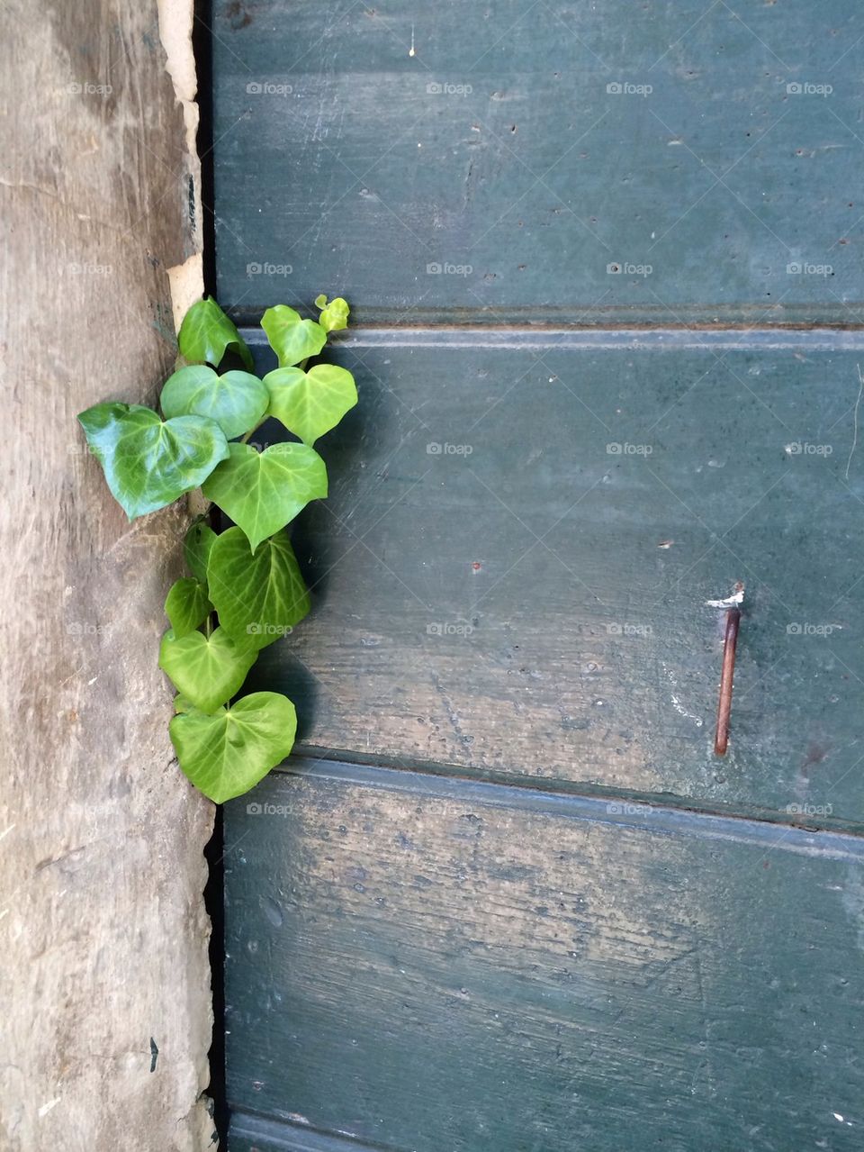 Iwy leaves on a green door