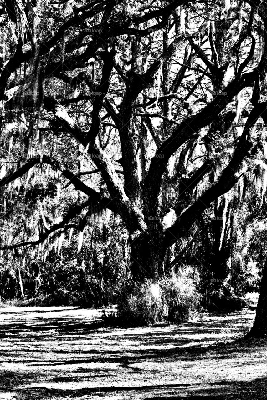Black and white tree