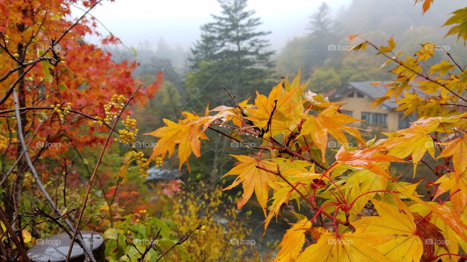 Foggy morning at the rainforest