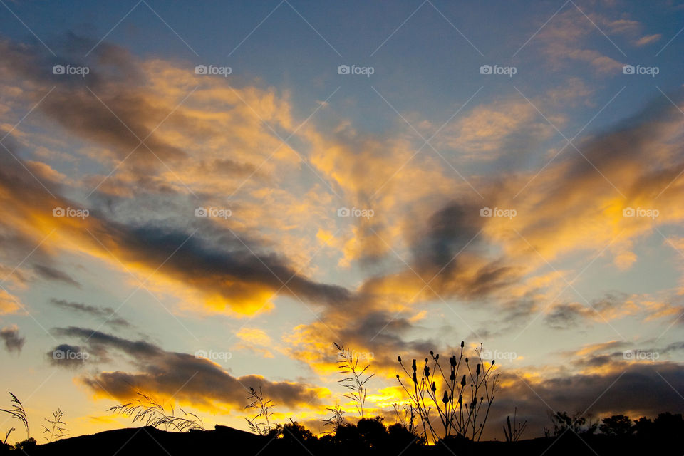 Sunrise with beautiful interesting clouds with silhouetted plants in the foreground.  Beautiful colors in the skies.