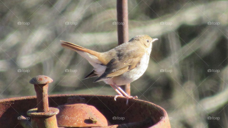 Hermit thrush