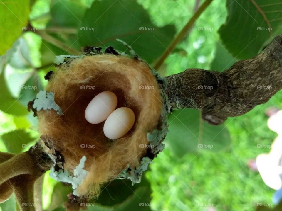 ovos de beija-flor