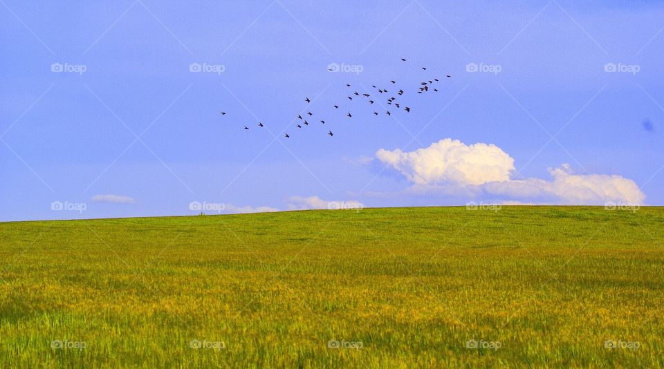 Field. Summer field with birds and blue sky