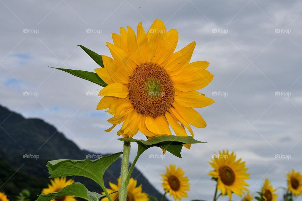Sunflower movement 