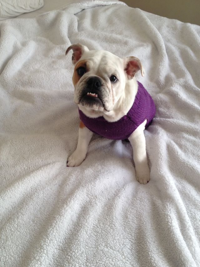 Baby bully gets a new sweater 