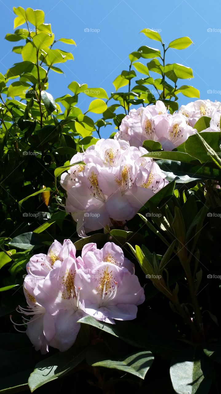 summer blooms. pink flower