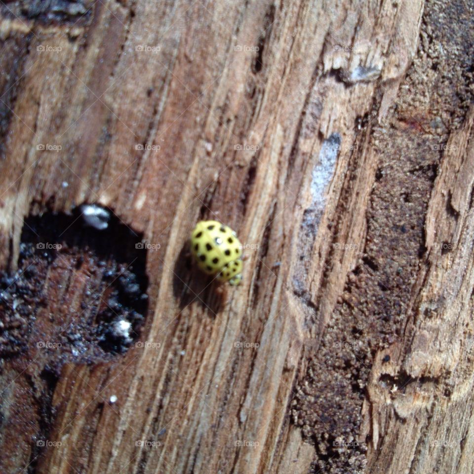 yellow ladybird