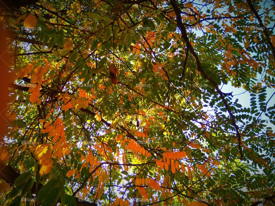 осенние деревья с яркими листьями