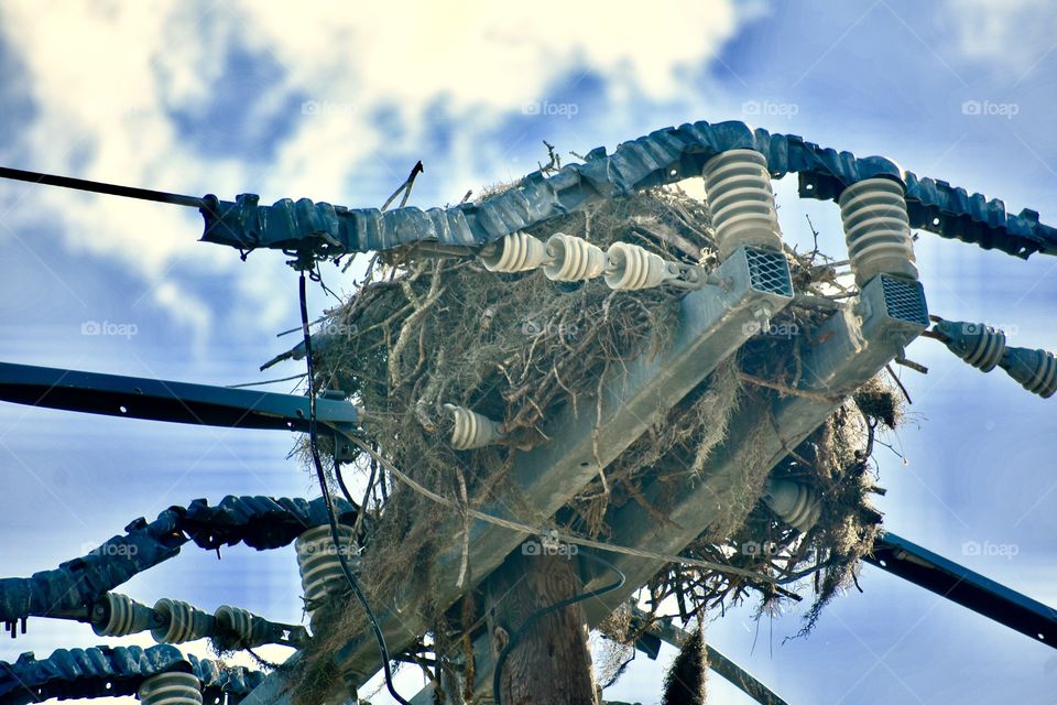 Huge nest in power lines