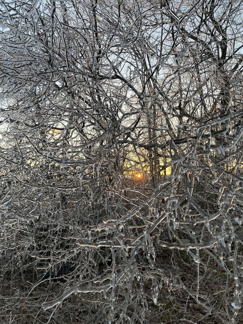 Winter sunset through ice trees