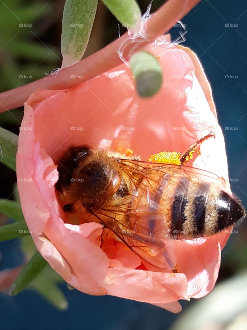 A bee extracting pollen from a flower