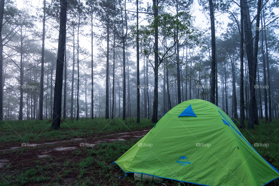 Camping in tents in the forest 