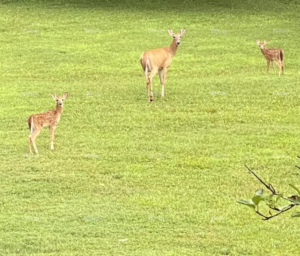 Baby deer with doe