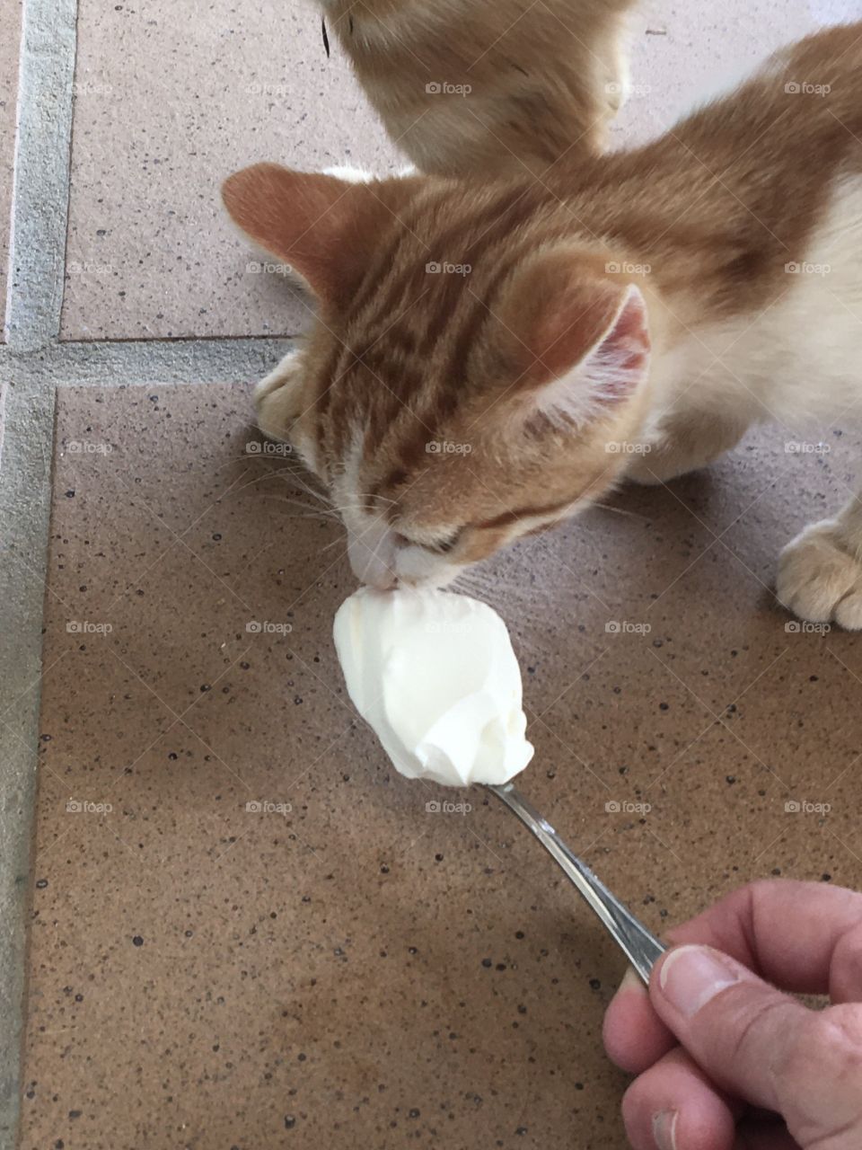 Fresh cream as kitten delight !