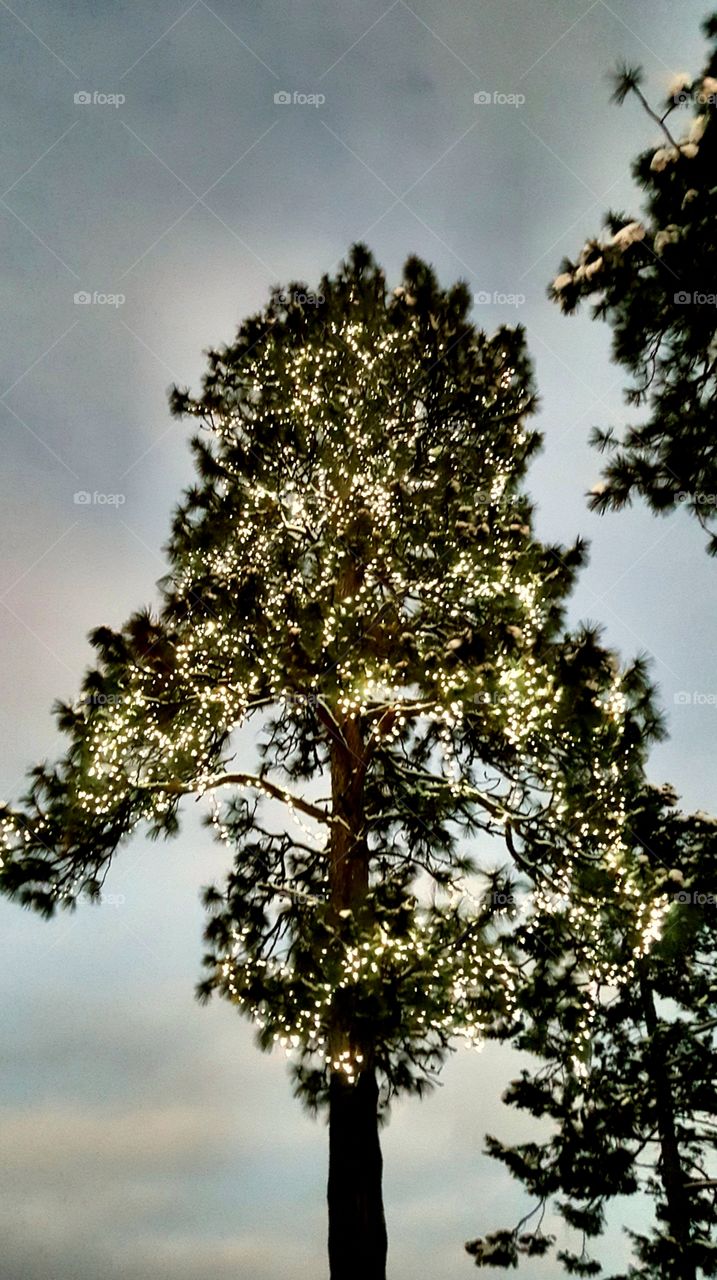 Glowing With Beauty ✨🌳✨