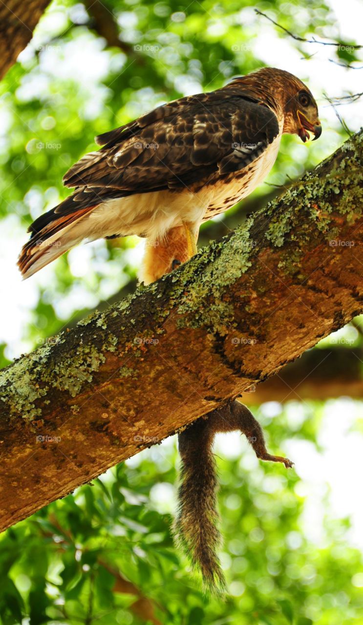 squirrel eat meal hawk by lightanddrawing