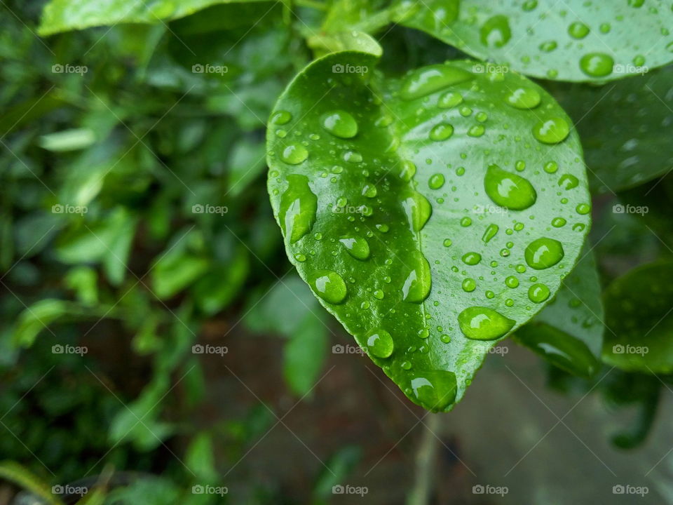 Water Drops on Leaves