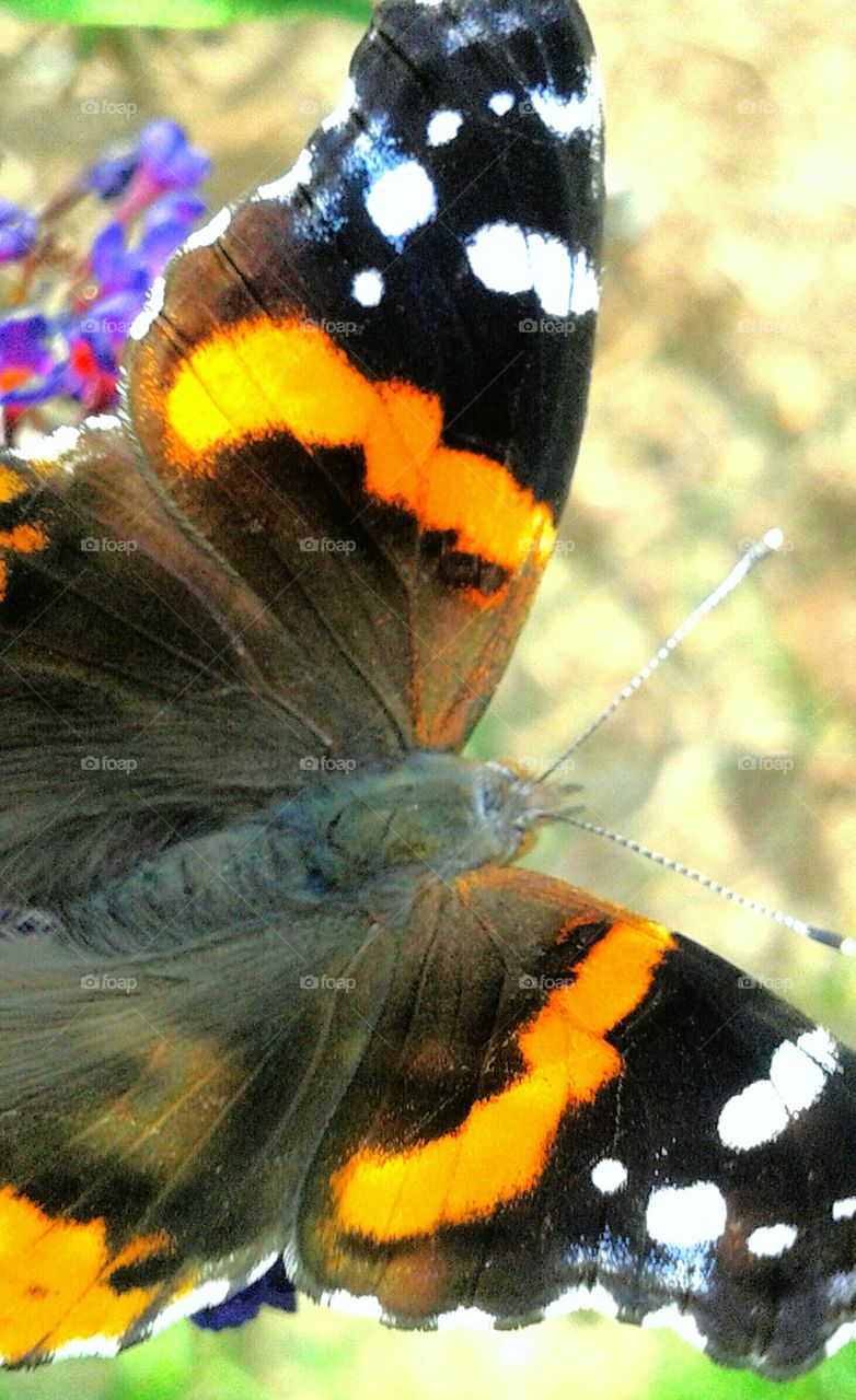 Butterfly. Beauty