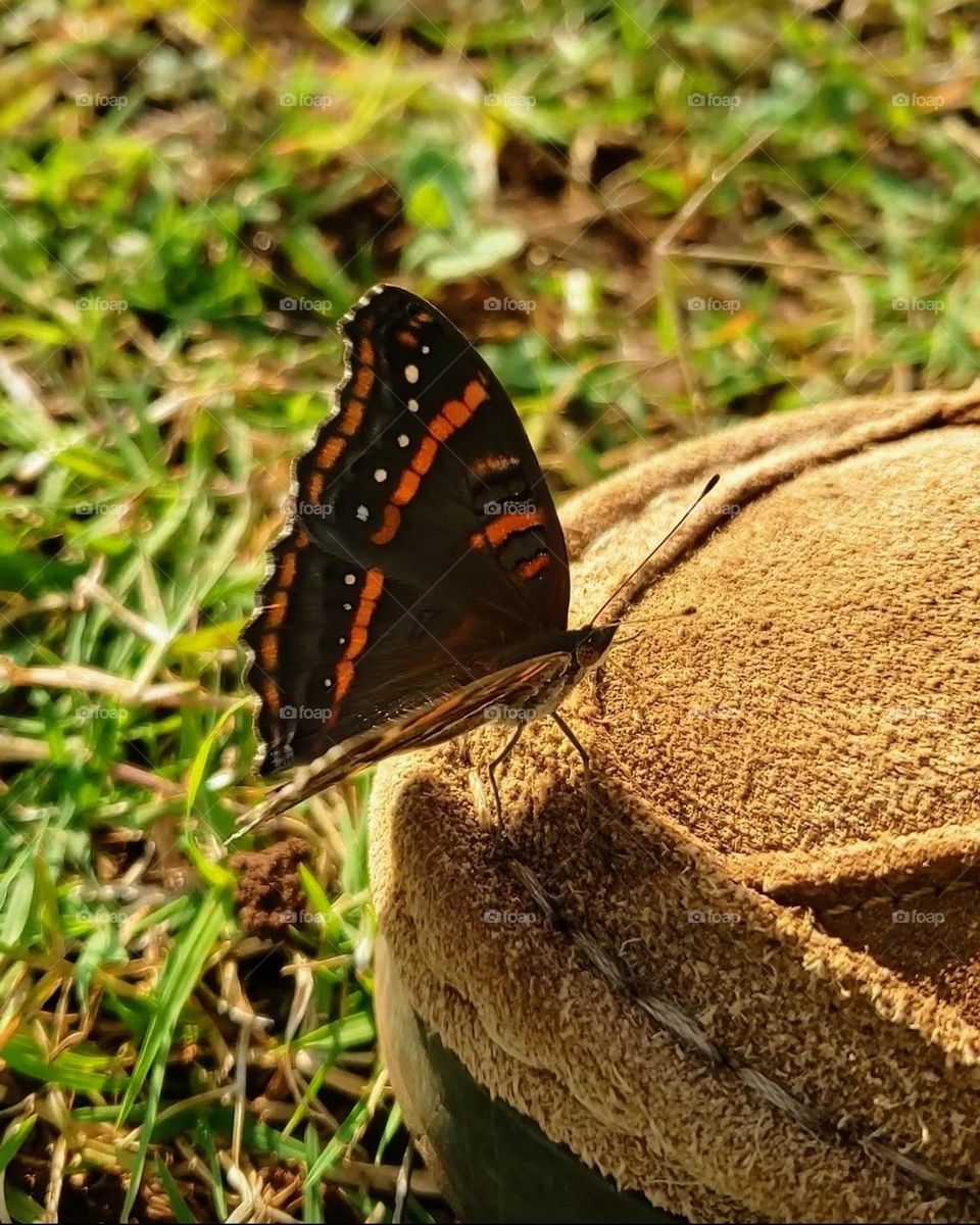 Precis limnoria taveta
(White Spotted Commodore)