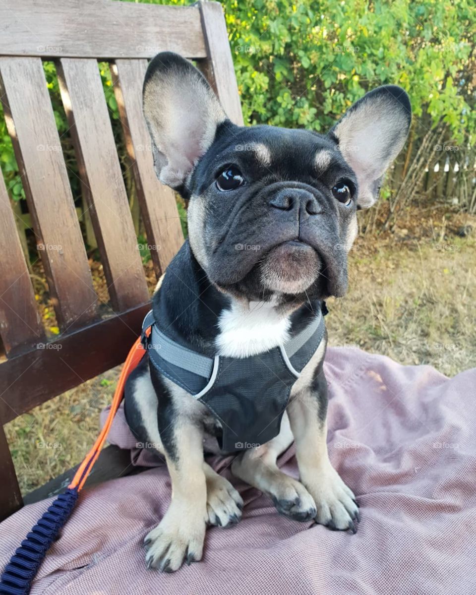 Gruber the Frenchie