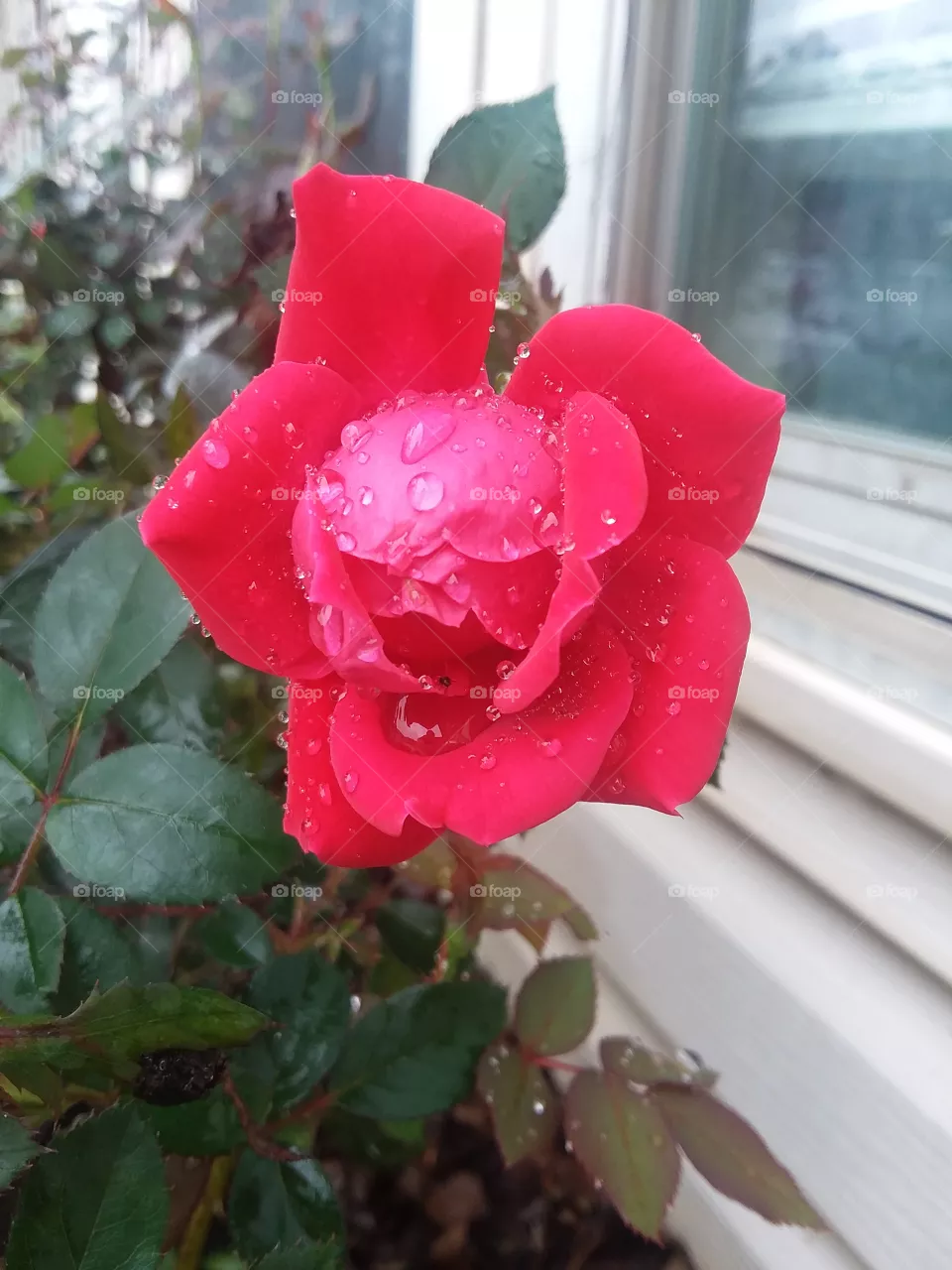 rain on flower