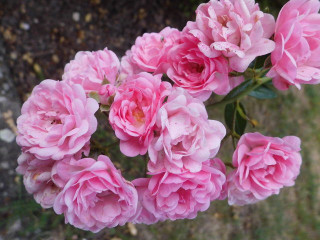 Rosen 