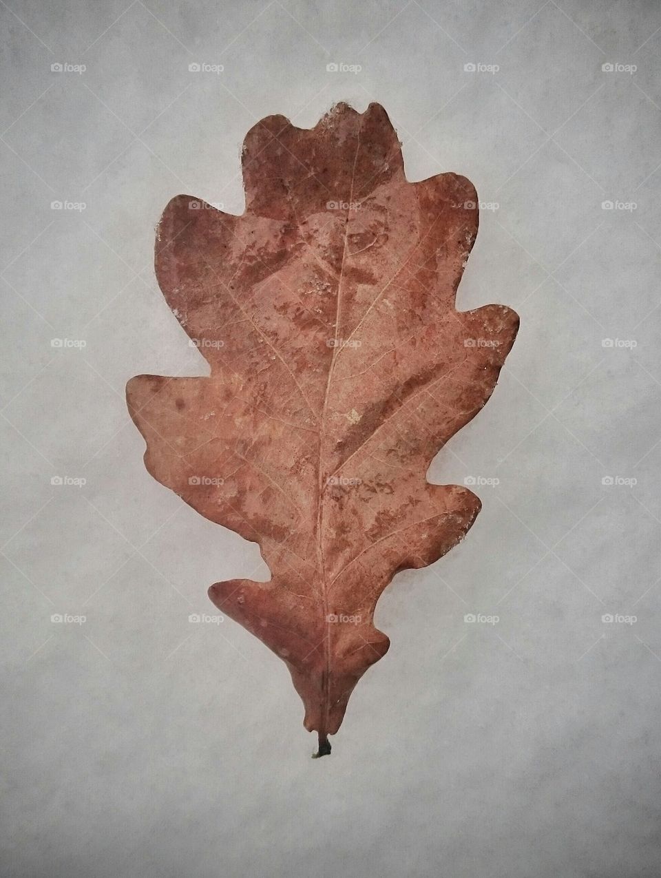 Oak leaf
