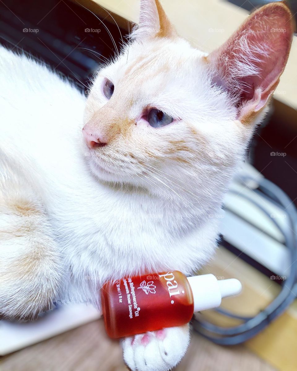 Furr babies also know to pose 😉