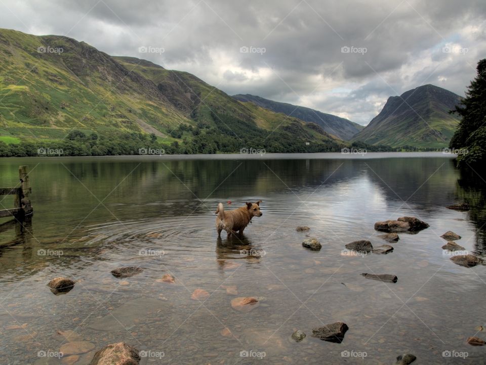 Dog paddling in Lake District 