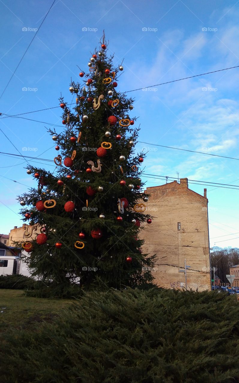 Christmas tree in Riga