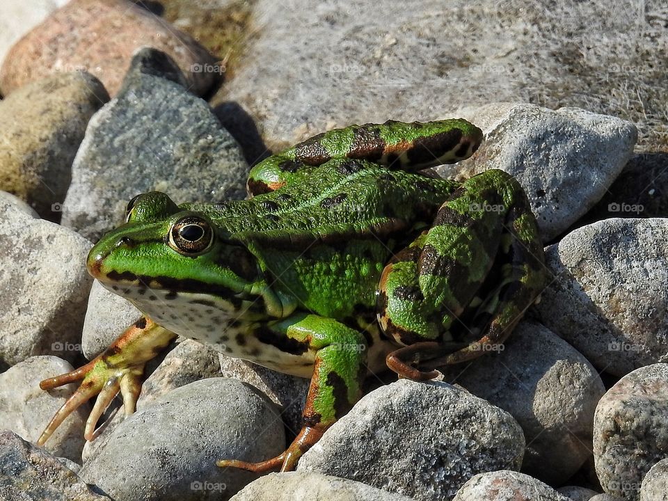 Frog on rocks