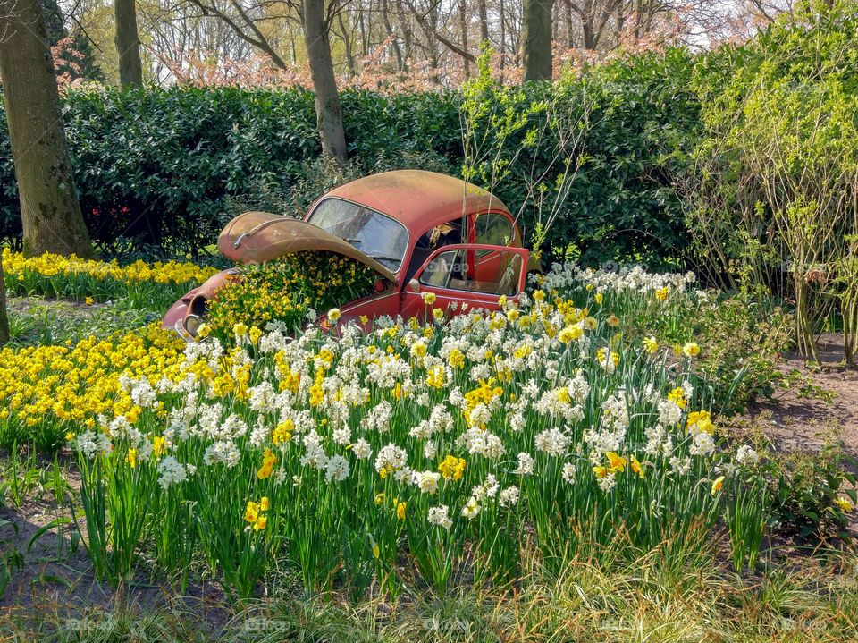 Old rusty car with tulips in Keukenhof, Lisse, Holland