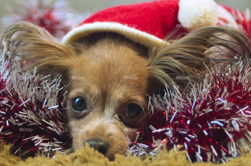 dog in a Christmas hat