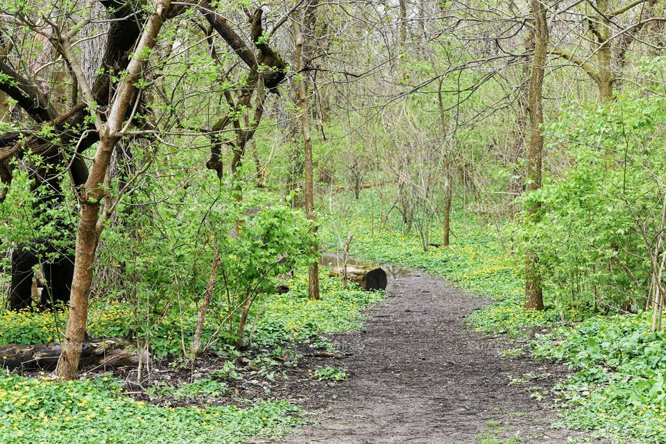 Hiking trail near Olentangy river in Columbus, OH on an overcast day in early spring 