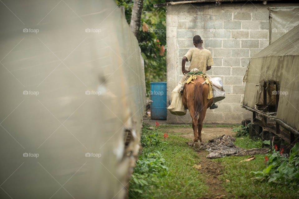 Caballero delivers cocoa beans. Young man delivering cocoa beans for processing on his horse. 