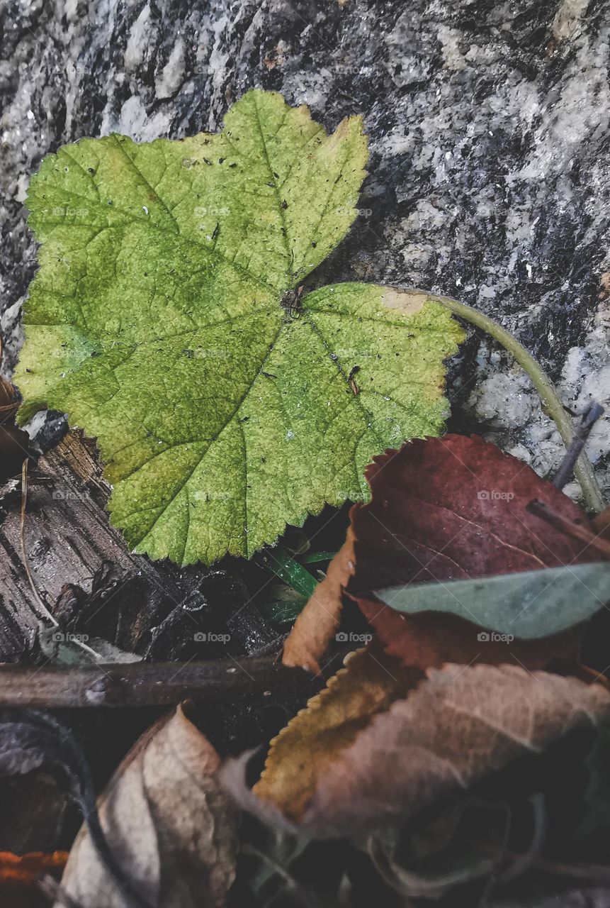 fall's invitation to talk about beauty