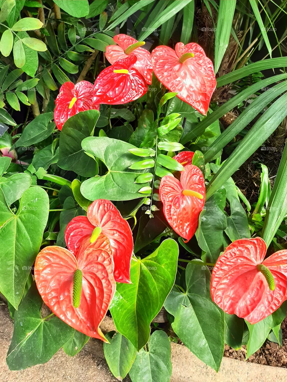 Araceae