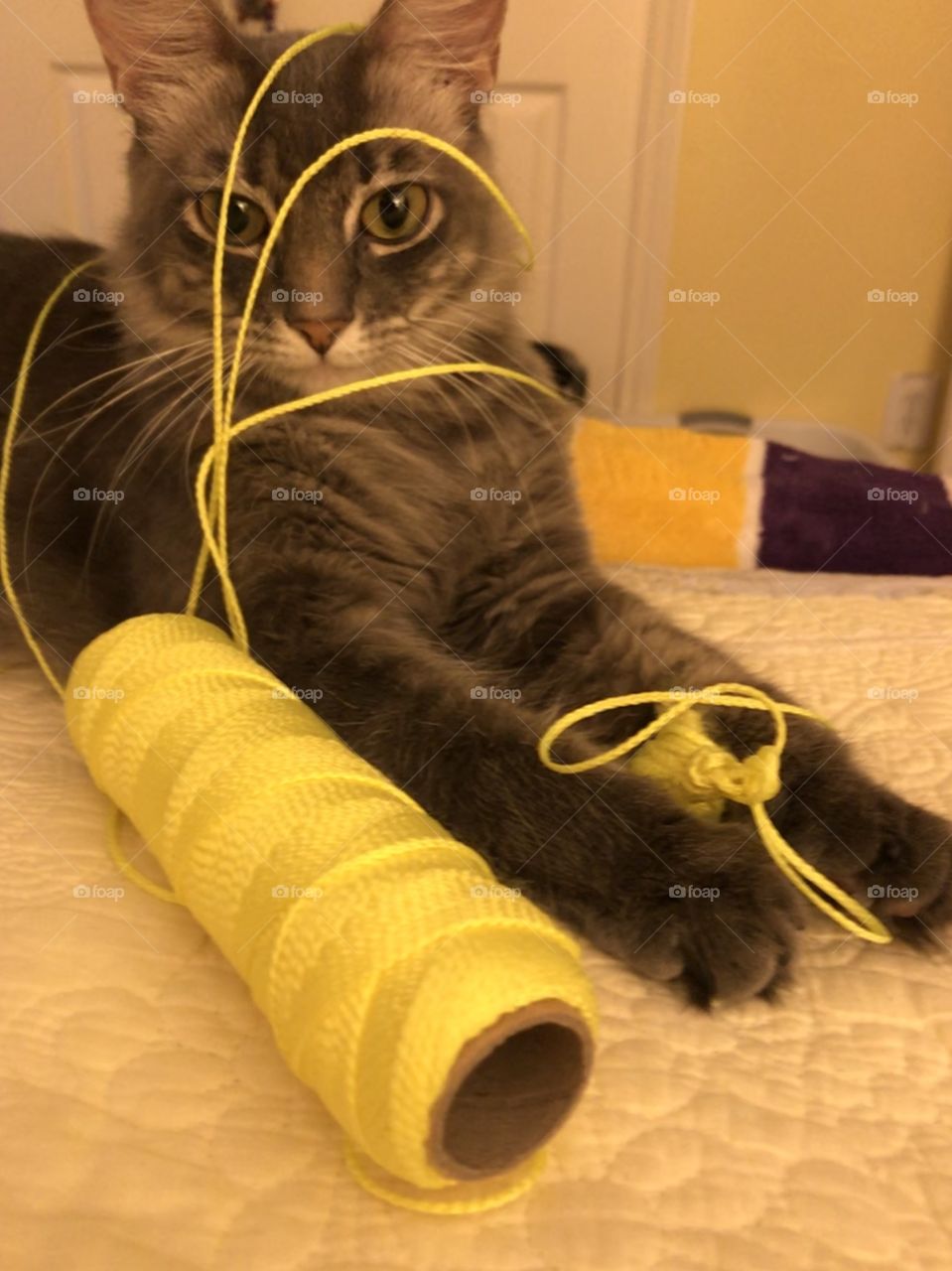 While mom and dad was out I found a new toy to play with and got tangled up. 