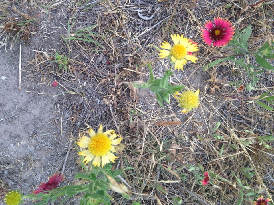 Atypical Indian Blanket . Gaillardia pulchella are usually red and yellow, but over the last few years some yellow only specimens have been coming up in this spot. 