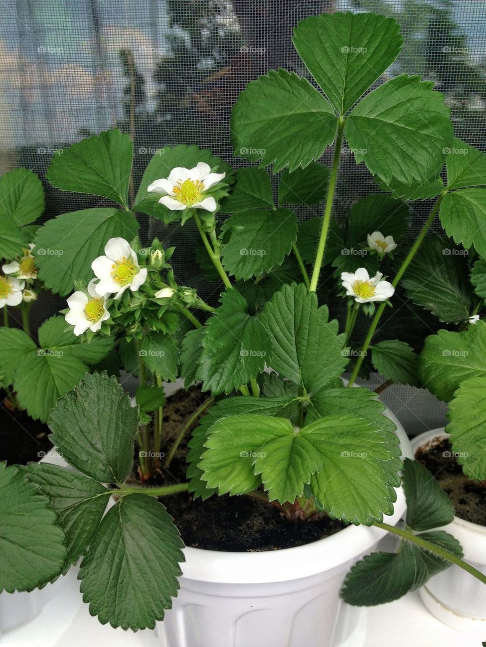 Strawberry Blossoms 