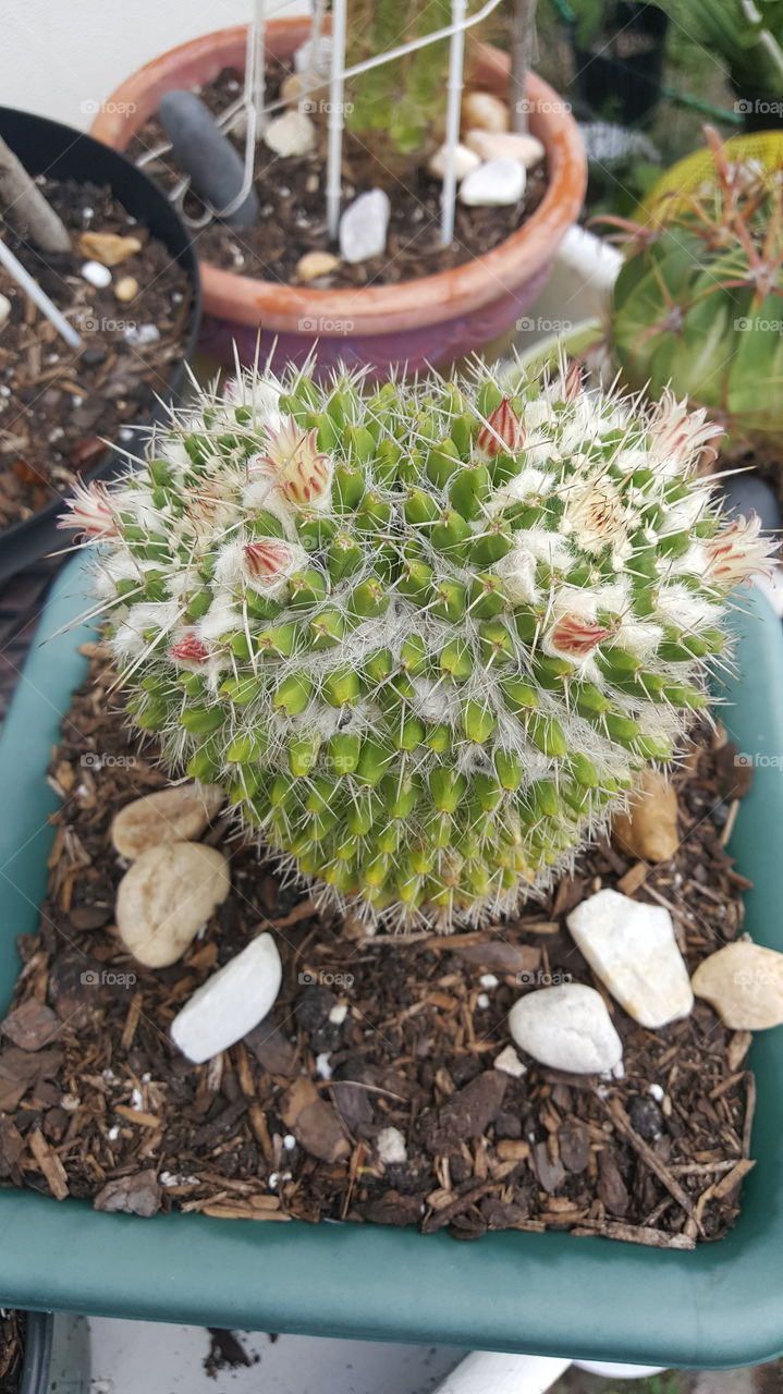 double bloom barrel cactus rare green white cacti day