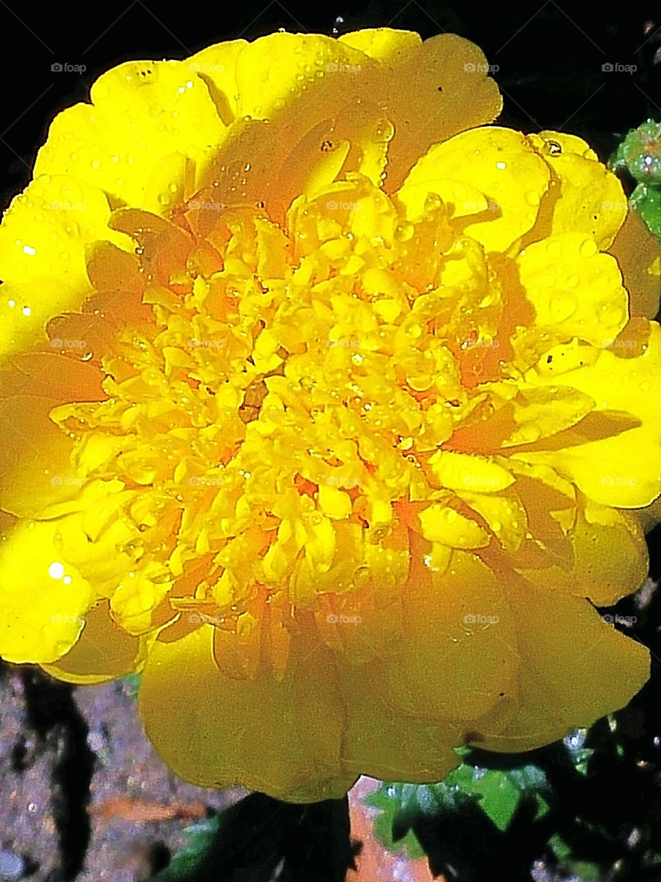 Yellow Marigold