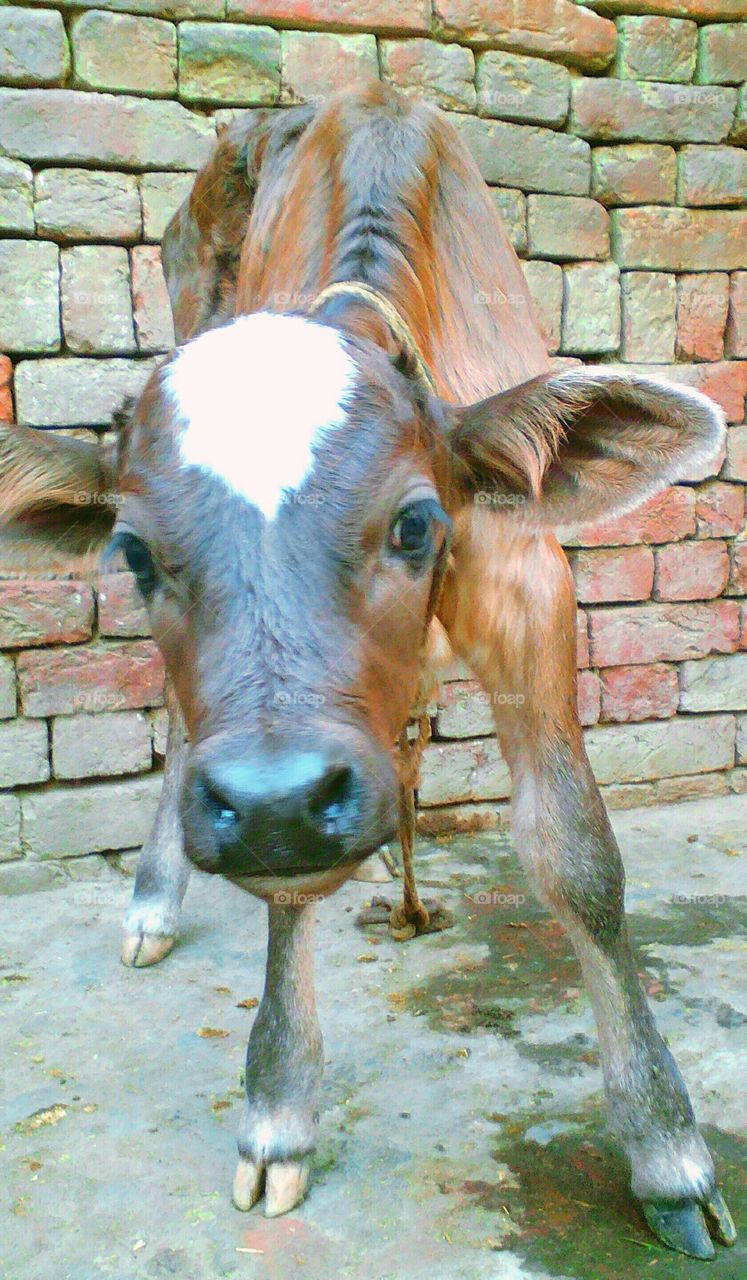 Little newly born female calf performed her first modeling pose