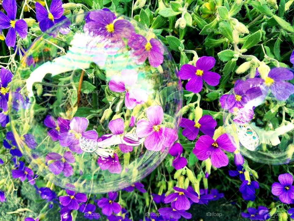 pink and purple flowers in bubble