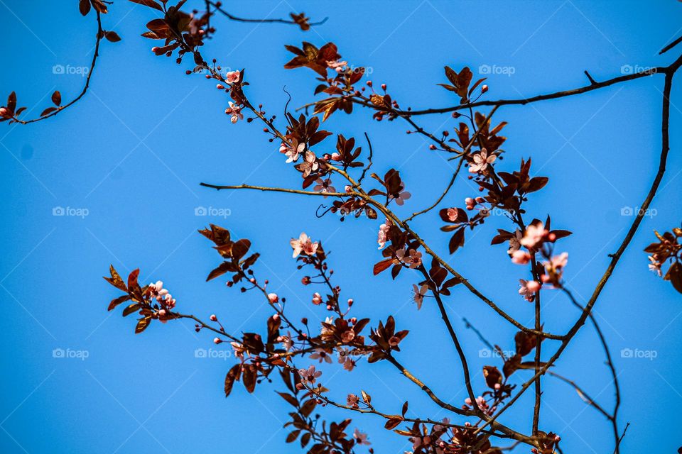 Branches of a pink spring flowers