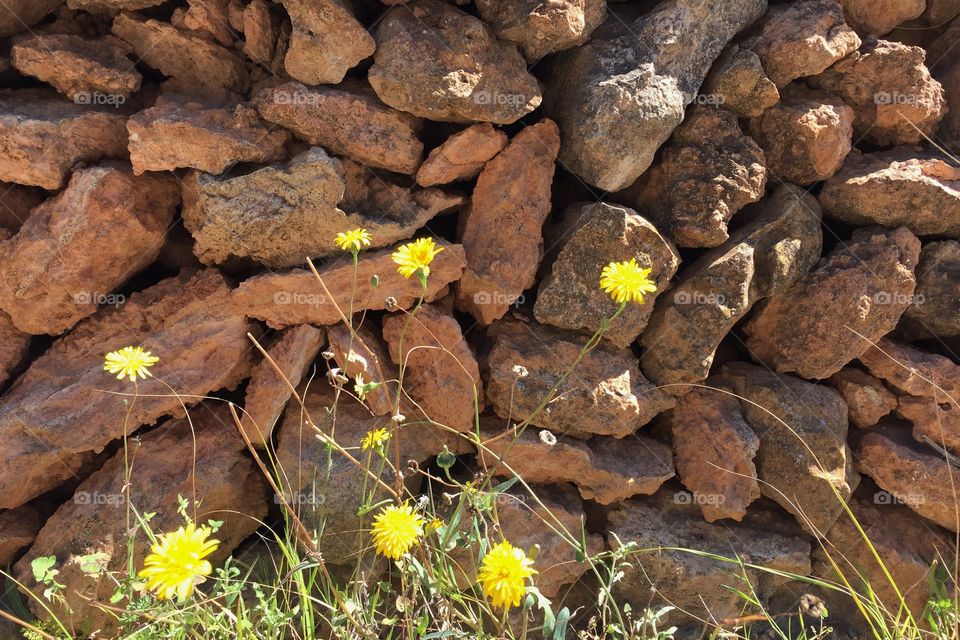 Spring flowers by a stone wall