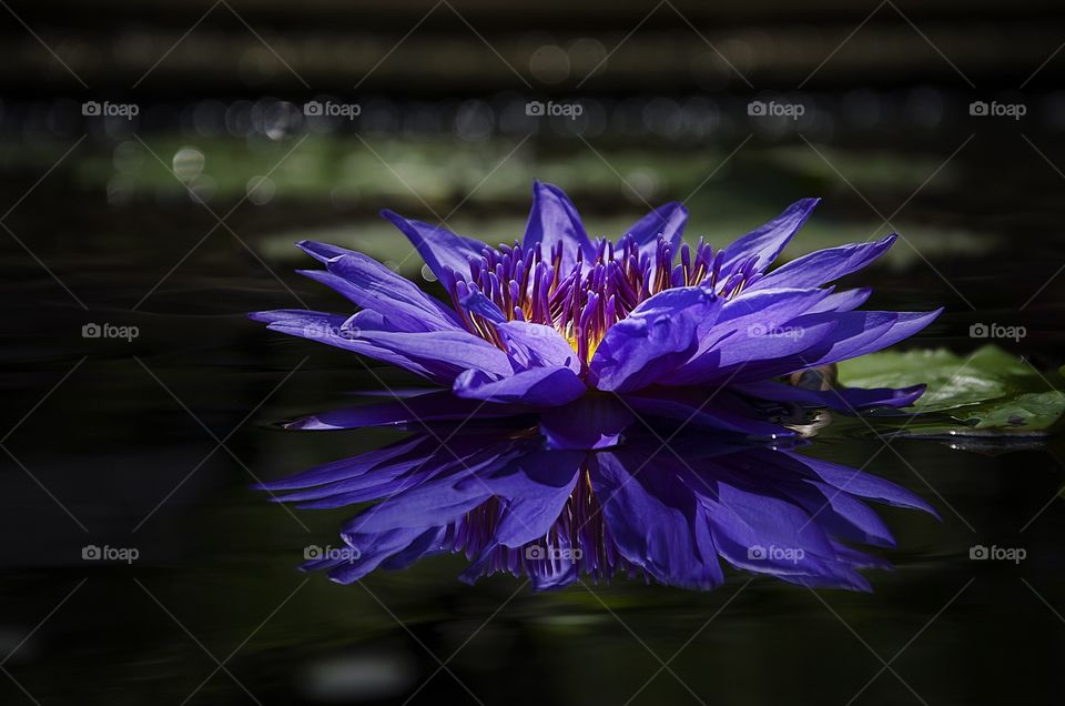 Water lily
