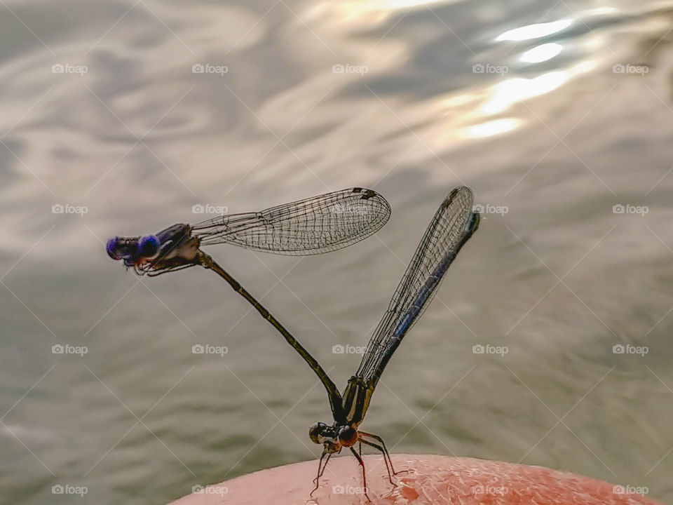Two dragonflys perched on someone's shoulder