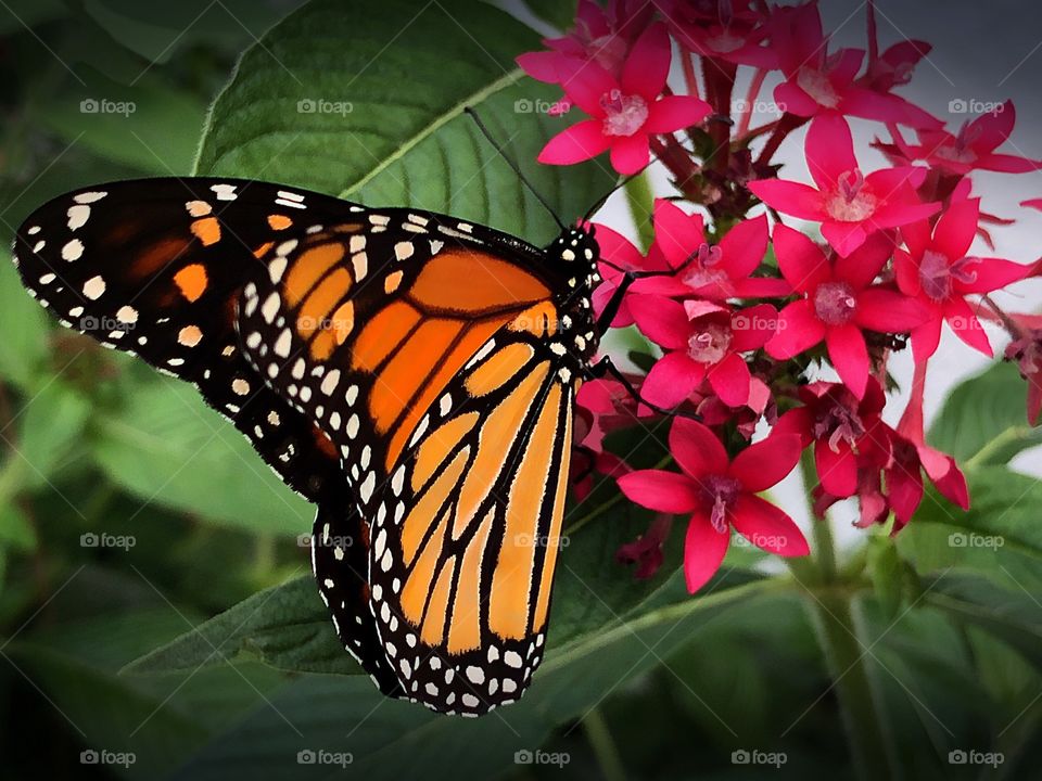 Beautiful Monarch Butterfly feeding on a red penta flower.